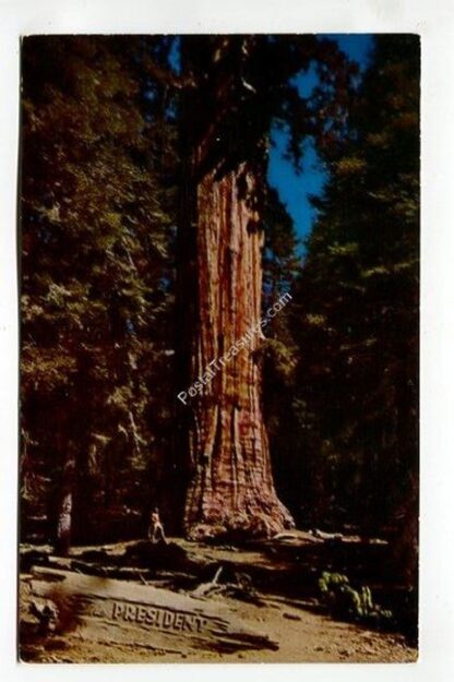 president-tree-giant-forest-sequoia-national-park-california-4256