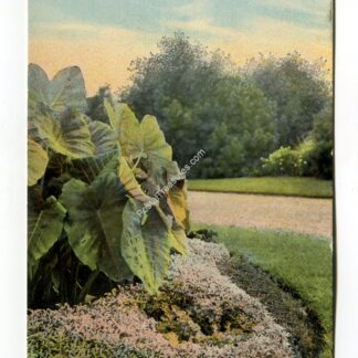 flower-gardens-hanscom-park-omaha-nebraska-4453